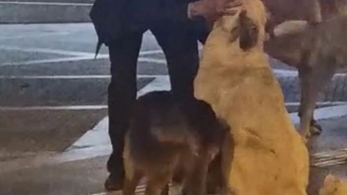 Yaşlı adamın sokak köpeklerine şefkati yürekleri ısıttı