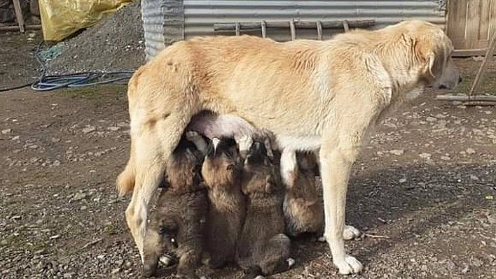 Yavru köpekler annelerine kavuştu