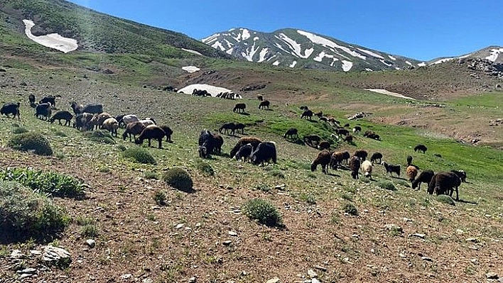 Yaylacıların Zorlu Hayatı Başladı