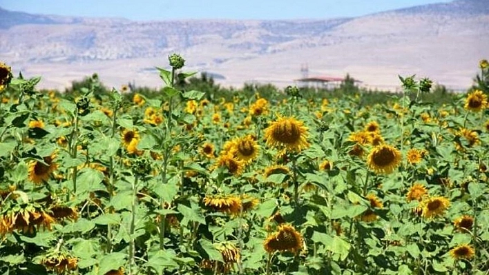 Yazıhan'da Ayçiçek Yağı kadın eliyle üretilecek