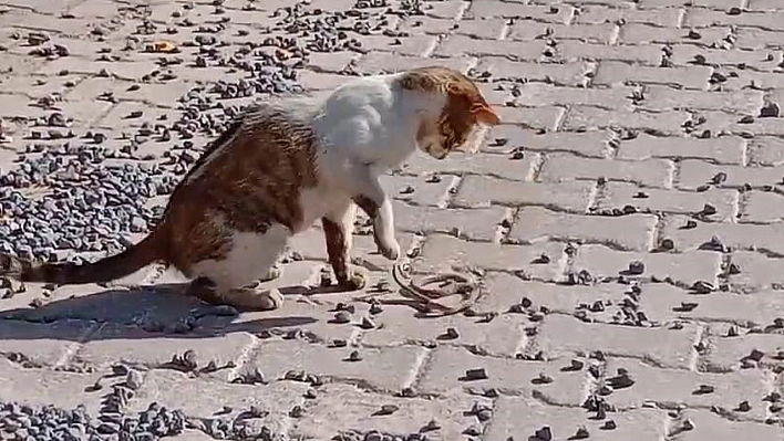 Yılanı Gözüne Kestiren Kedi Savaşın Galibi Oldu