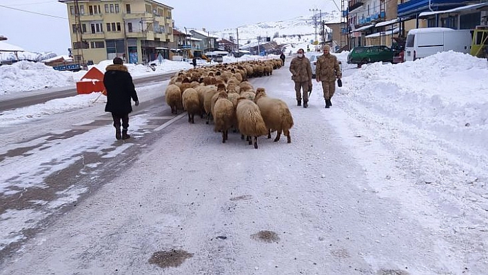 Yoğun kar yayladaki sürüleri yerinden etti