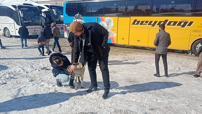 Yolda kalan yolcular köpek besleyerek zaman geçiriyor