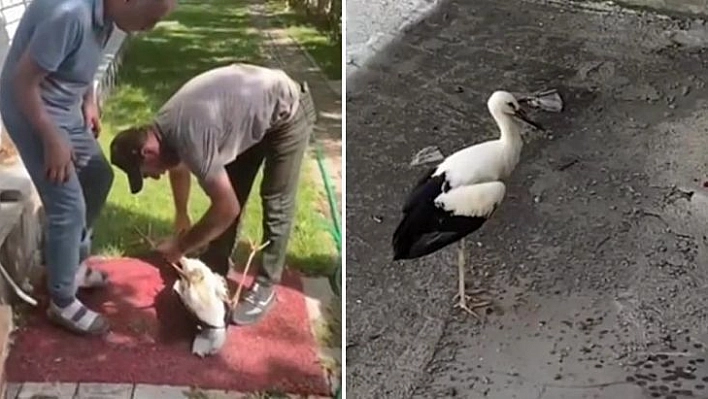 Yuvadan düşen yaralı leylek, tedavi altına alındı