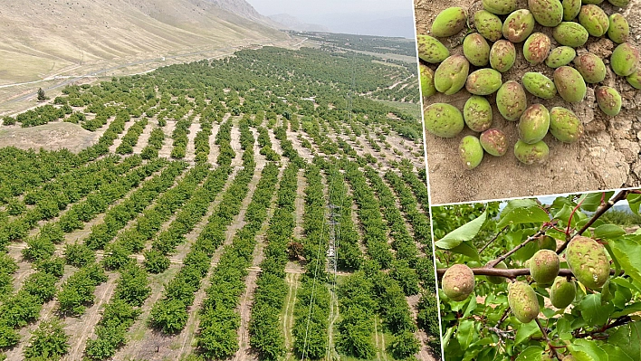 Zilayaz: Kayısıda Sorunlar Devam Ediyor