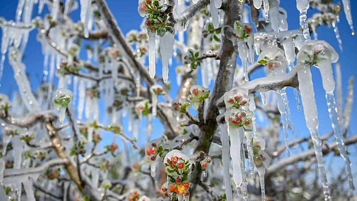 Zirai don mağduru çiftçilere dev destek: 798 milyon TL ödendi