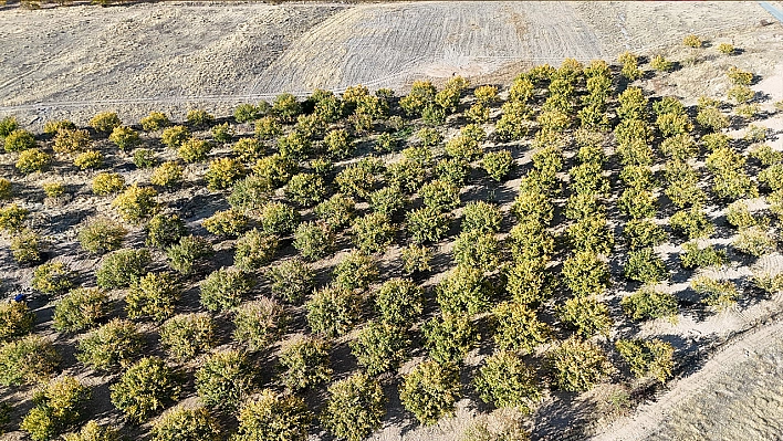 Zirai dondan etkilenen kayısı ağaçları gelecek yıl için umut veriyor