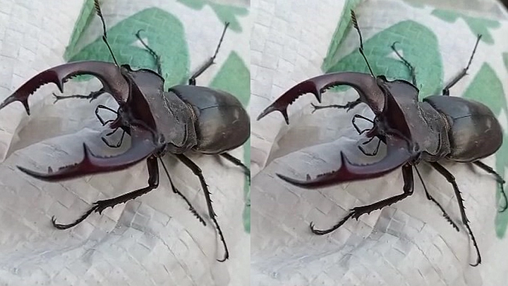 Kırmızı Listede Yer Alıyor, Elazığ'da Görüntülendi