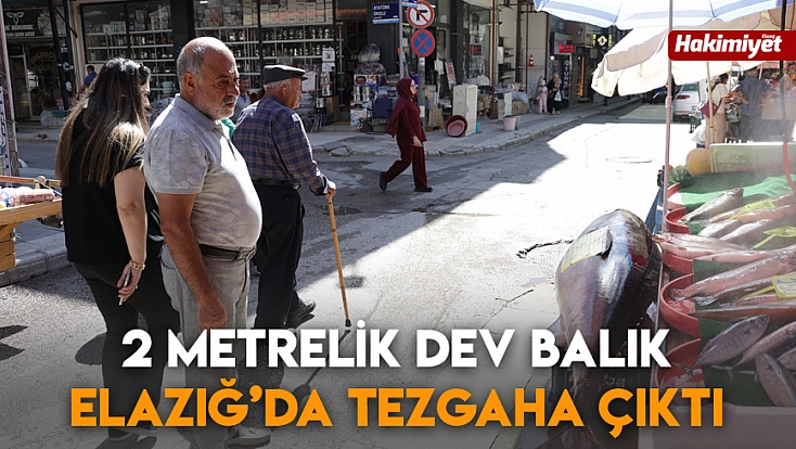 2 metrelik dev balık Elazığ’da tezgaha çıktı