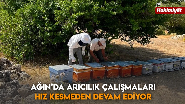 Ağın’da arıcılık çalışmaları hız kesmeden devam ediyor