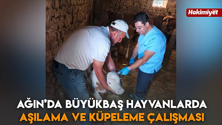 Ağın’da büyükbaş hayvanlarda aşılama ve küpeleme çalışması
