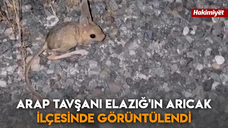 Arap Tavşanı Elazığ'ın Arıcak ilçesinde görüntülendi