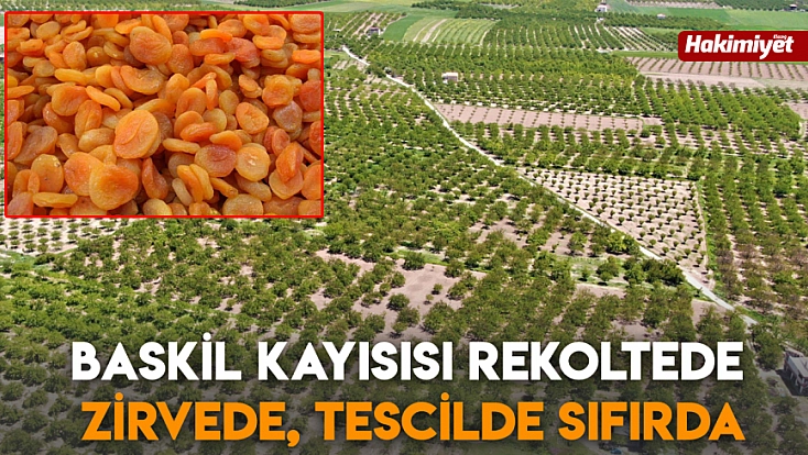 Baskil kayısısı rekoltede zirvede, tescilde sıfırda