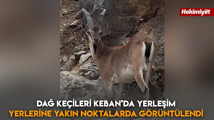 Dağ keçileri Keban’da yerleşim yerlerine yakın noktalarda görüntülendi