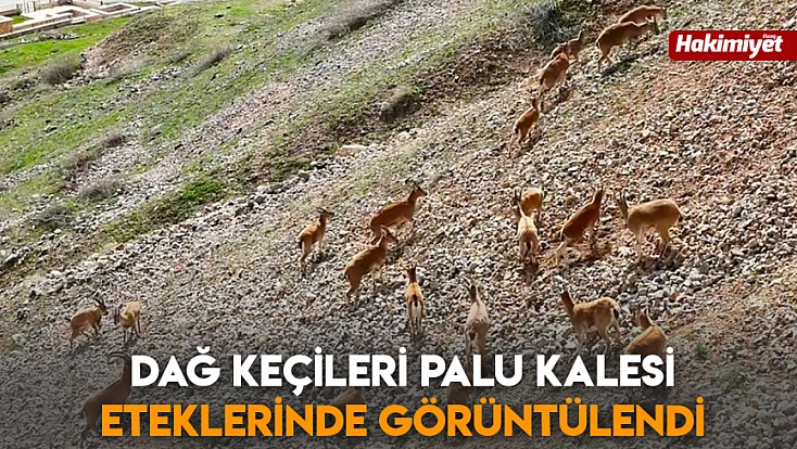 Dağ Keçileri Palu Kalesi eteklerinde görüntülendi