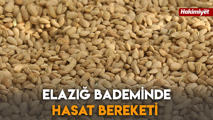 Elazığ bademinde hasat bereketi