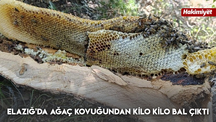 Elazığ'da ağaç kovuğundan kilo kilo bal çıktı