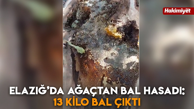 Elazığ’da ağaçtan bal hasadı: 13 kilo bal çıktı