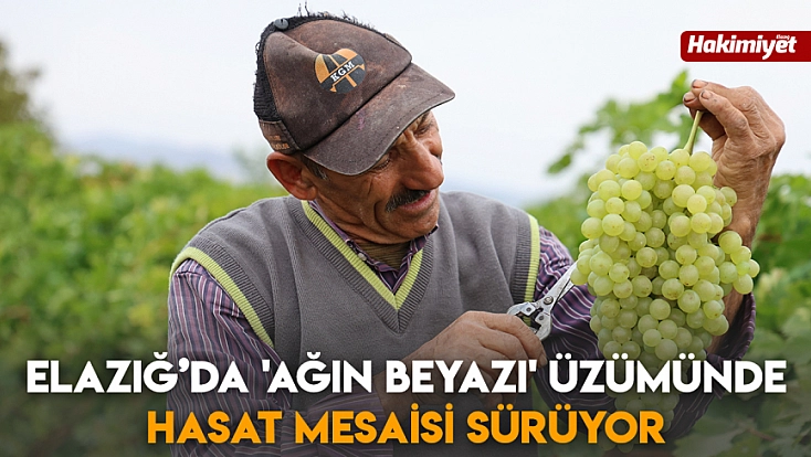 Elazığ’da 'Ağın Beyazı' üzümünde hasat mesaisi sürüyor