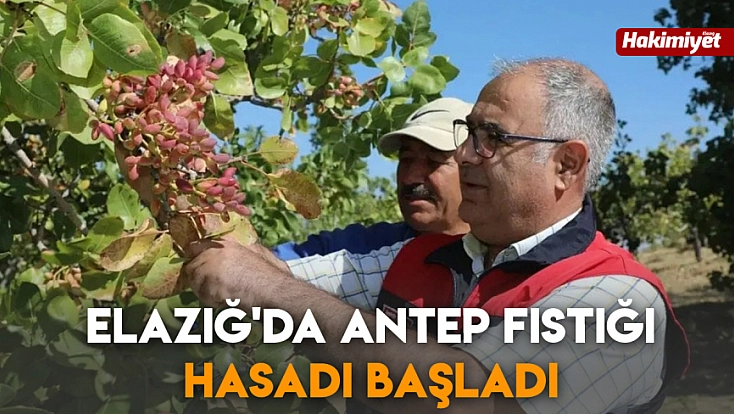 Elazığ'da Antep Fıstığı hasadı başladı