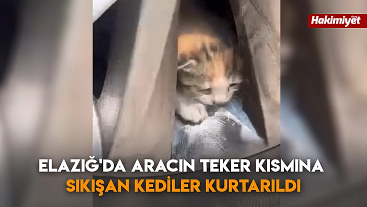 Elazığ'da Aracın teker kısmına sıkışan kediler kurtarıldı