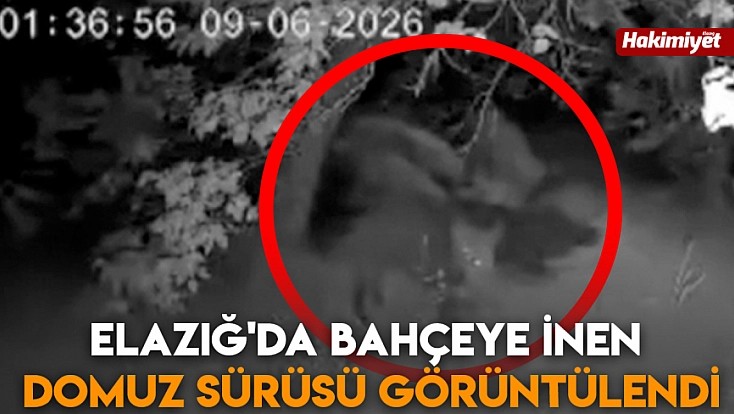 Elazığ'da bahçeye inen domuz sürüsü görüntülendi