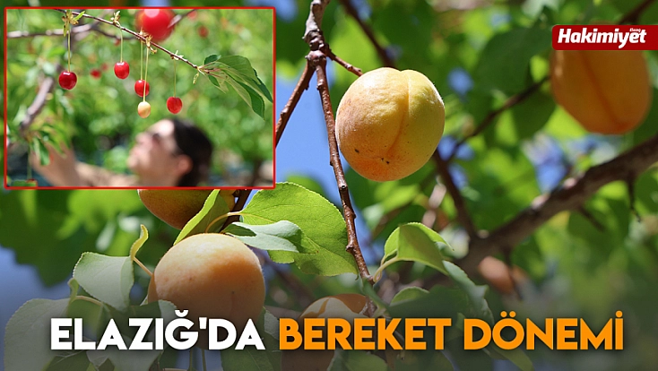 Elazığ'da bereket dönemi