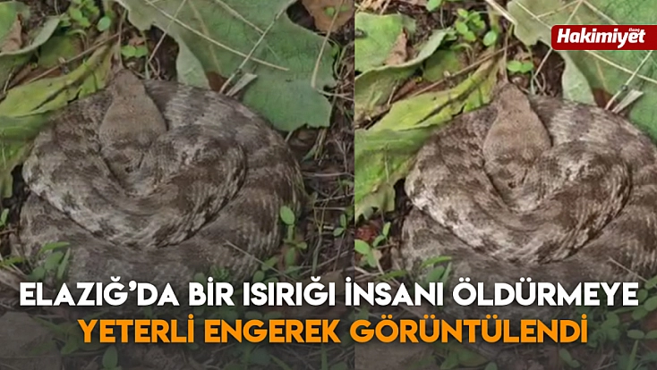 Elazığ’da bir ısırığı insanı öldürmeye yeterli engerek görüntülendi