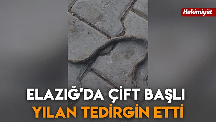 Elazığ'da çift başlı yılan tedirgin etti