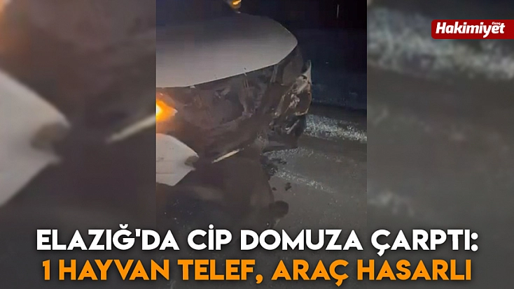 Elazığ'da cip domuza çarptı: 1 Hayvan telef, araç hasarlı