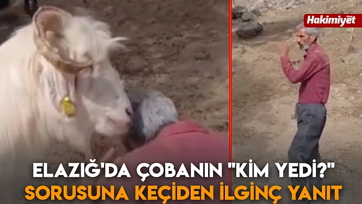 Elazığ'da çobanın 'Kim Yedi?' sorusuna keçiden ilginç yanıt