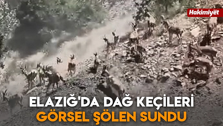 Elazığ'da dağ keçileri görsel şölen sundu