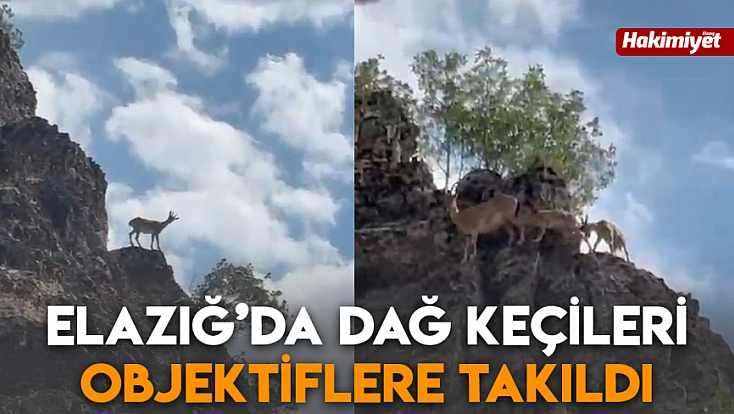 Elazığ’da dağ keçileri objektiflere takıldı