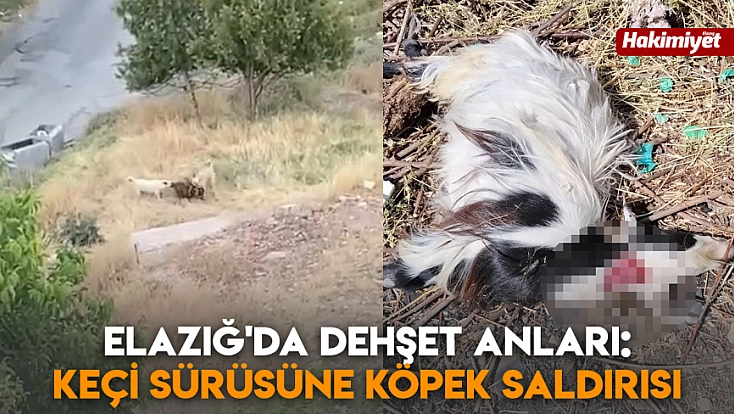 Elazığ'da dehşet anları: Keçi sürüsüne köpek saldırısı