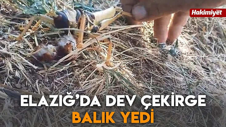 Elazığ’da dev çekirge balık yedi