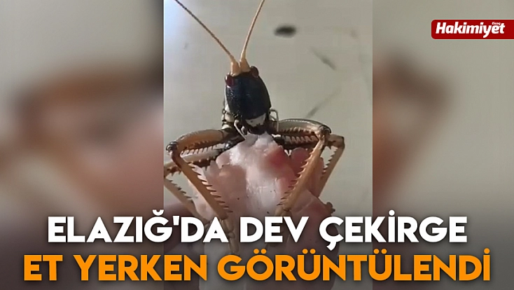Elazığ'da dev çekirge et yerken görüntülendi