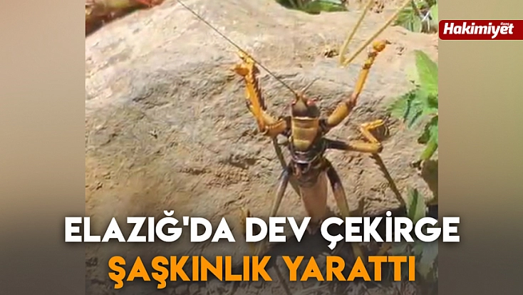 Elazığ'da dev çekirge şaşkınlık yarattı