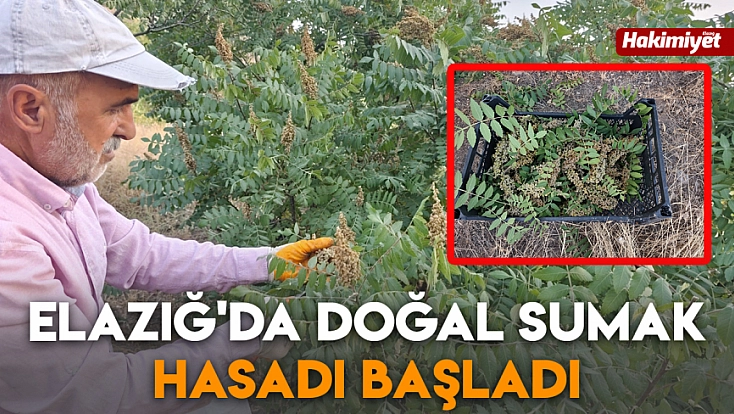 Elazığ'da doğal sumak hasadı başladı