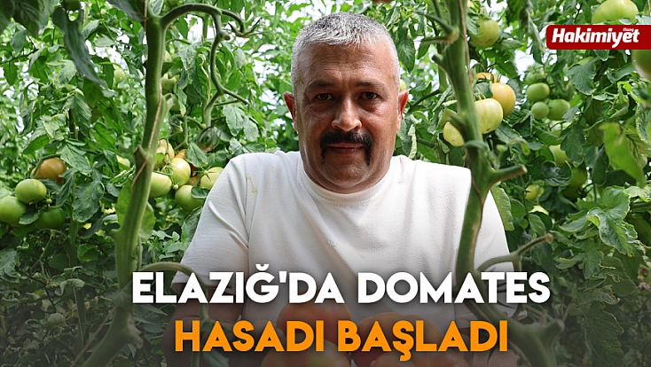 Elazığ'da domates hasadı başladı