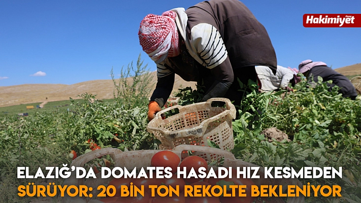 Elazığ’da domates hasadı hız kesmeden sürüyor: 20 bin ton rekolte bekleniyor