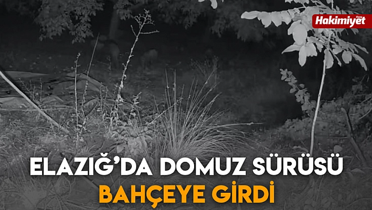 Elazığ’da domuz sürüsü bahçeye girdi