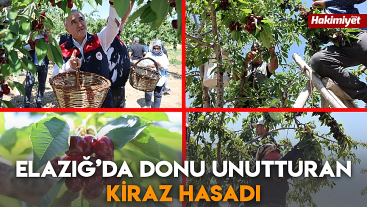 Elazığ’da donu unutturan kiraz hasadı