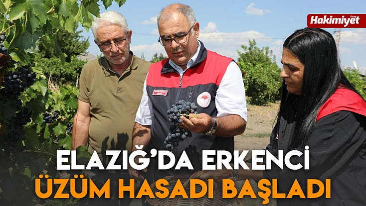Elazığ’da erkenci üzüm hasadı başladı