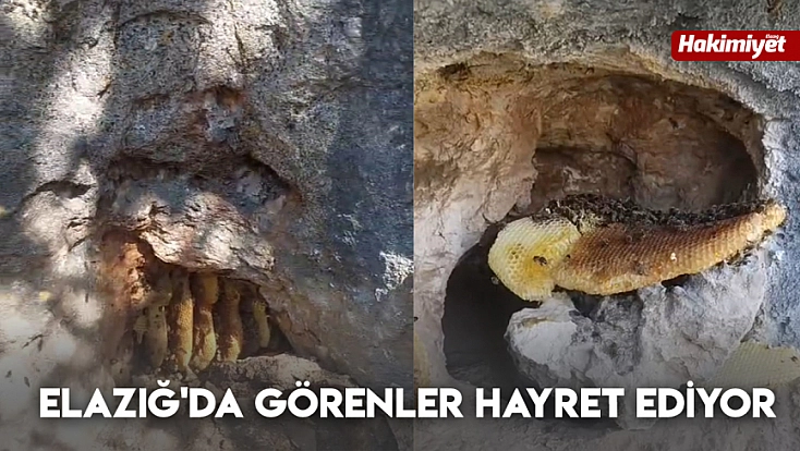 Elazığ'da görenler hayret ediyor