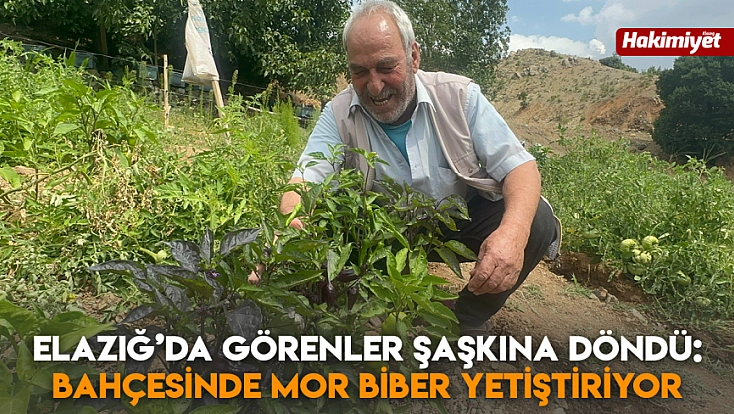 Elazığ’da görenler şaşkına döndü: Bahçesinde mor biber yetiştiriyor