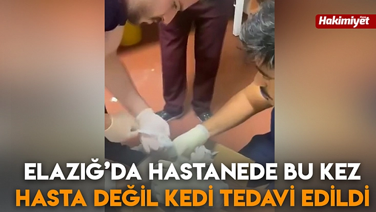 Elazığ’da hastanede bu kez hasta değil kedi tedavi edildi