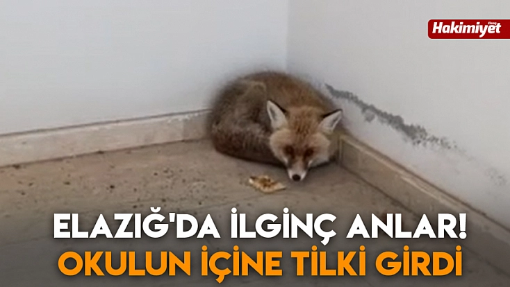 Elazığ'da ilginç anlar! Okulun içine tilki girdi
