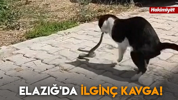 Elazığ'da ilginç kavga!