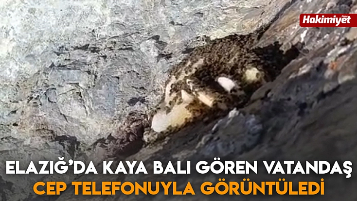 Elazığ’da kaya balı gören vatandaş cep telefonuyla görüntüledi