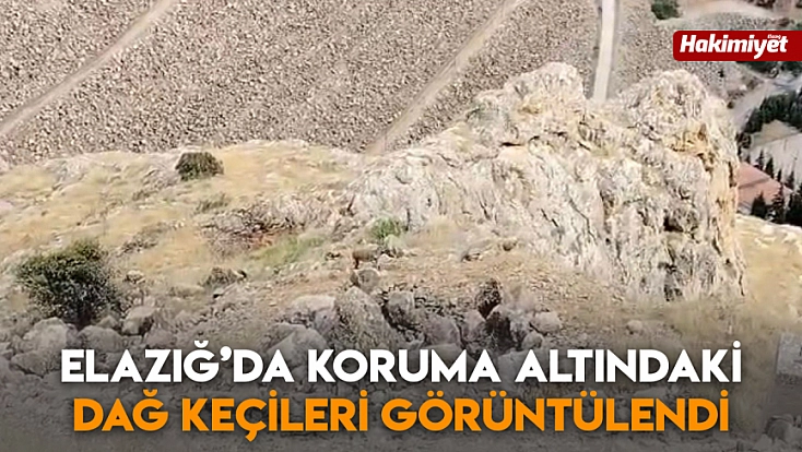 Elazığ’da koruma altındaki dağ keçileri görüntülendi